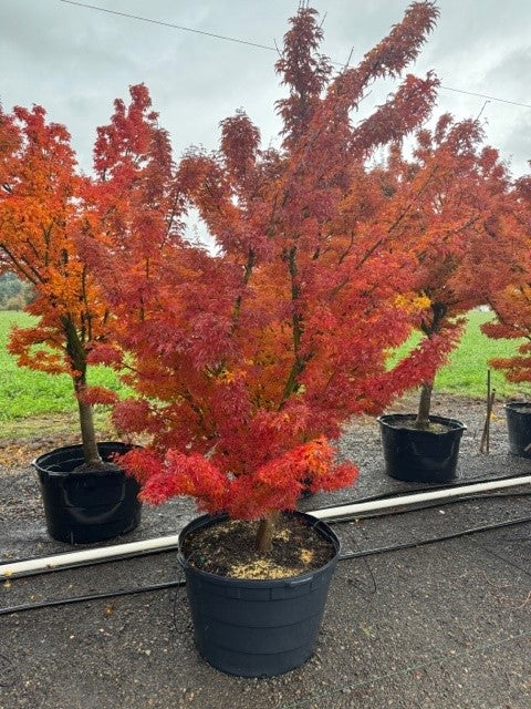 Arce Shishigashira (Acer Shishigashira) - Imagen 3