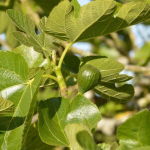 fig, tree fig tree, green fruit, fruit tree, green leaves, fruit, nature, fig tree, spring, garden, fig, fig tree, fig tree, fig tree, fig tree, fig tree