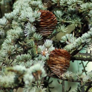 cedar of the himalayas, cedrus deodara, evergreen conifer, plant, nature, pine cones, pine cone