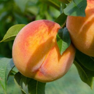 peaches, peach tree, fruits, fruit tree, ripe peaches, ripe, harvest, nature, close up, peaches, peaches, peach tree, peach tree, peach tree, peach tree, peach tree