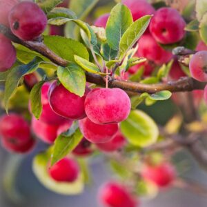 apples, ornamental apples, fruit, red, fall, branch, crabapple tree, decoration, green, ornamental tree, ornamental fruit, small, apples, apples, apples, apples, apples, fruit, fruit, fruit, fruit, crabapple tree, crabapple tree, crabapple tree
