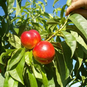 nectarines, tree, red, ripe, vitamins, nature, healthy, fruit, stone fruit
