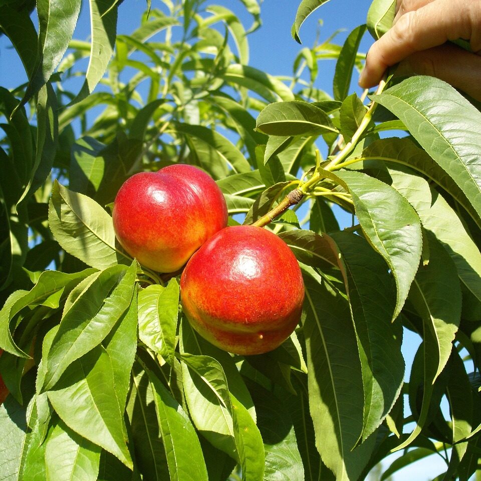 nectarines, tree, red, ripe, vitamins, nature, healthy, fruit, stone fruit