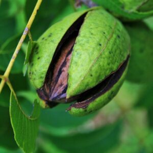 nut, fruit, pecan, hull, opening, ripe, pecan, pecan, pecan, pecan, pecan