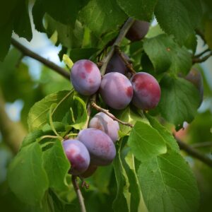 plums, plum tree, fruit tree, fruit, branch, tree, garden, real plum, prunus domestica, ripe, nature, harvest