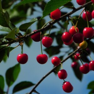cherries, sour cherries, morello, fruit, red, summer, food, harvest, ripe, nature, garden, stone fruit, cherry tree, cherries, cherries, cherries, cherries, cherry tree, cherry tree, cherry tree, cherry tree, cherry tree