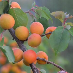 apricot tree, regenerative agriculture, woody perennial, agroforestry, prunus armeniaca, apricot, sustainable agriculture, apricot tree, apricot tree, regenerative agriculture, regenerative agriculture, agroforestry, agroforestry, agroforestry, agroforestry, agroforestry, prunus armeniaca, prunus armeniaca, prunus armeniaca, apricot, sustainable agriculture, sustainable agriculture