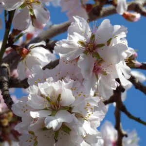 almond blossom, flowers, flower background, beautiful flowers, flower wallpaper, nature, florir, almond tree