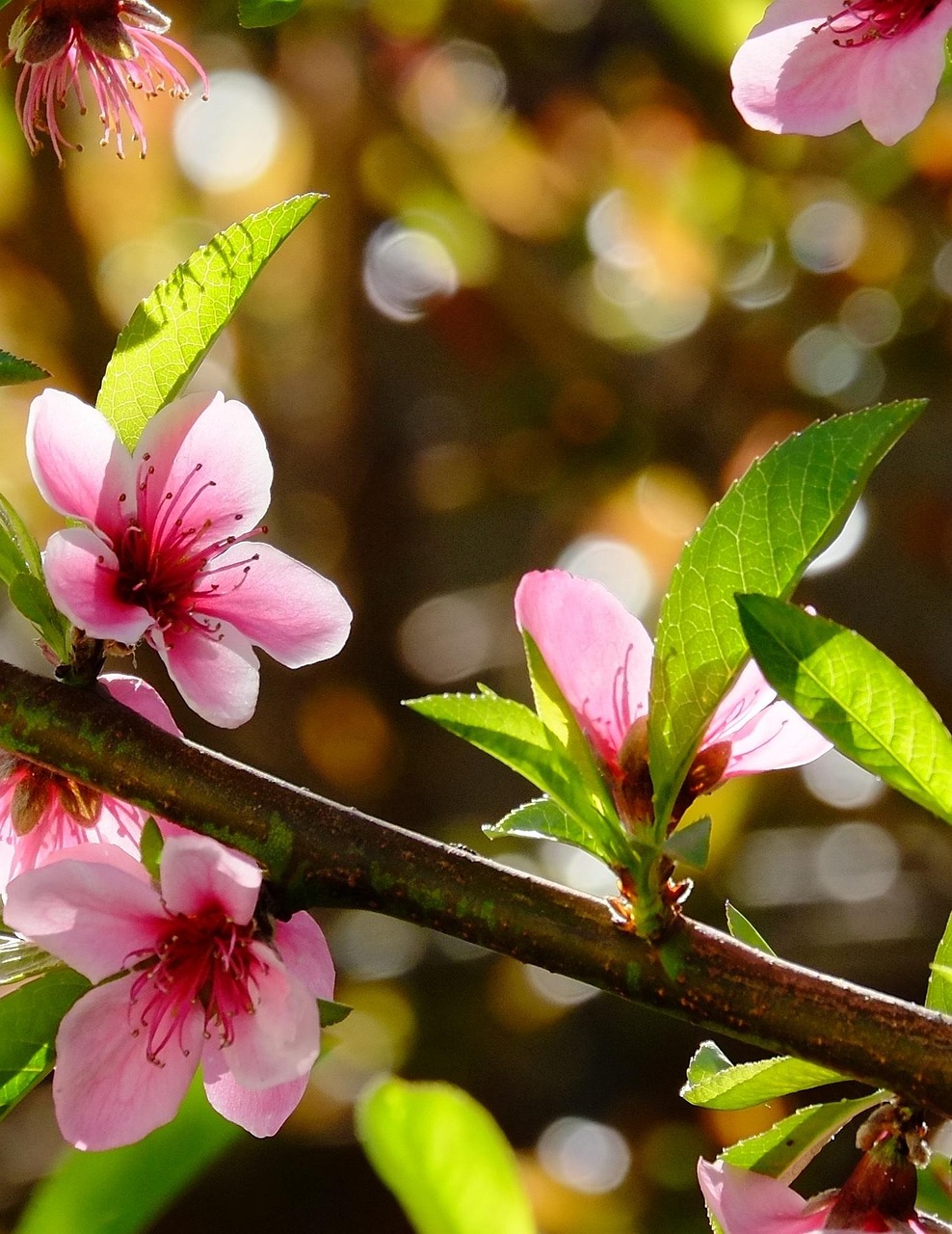 blossoms, nectarine tree, spring flowers