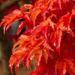 Arce Shishigashira (Acer Shishigashira)