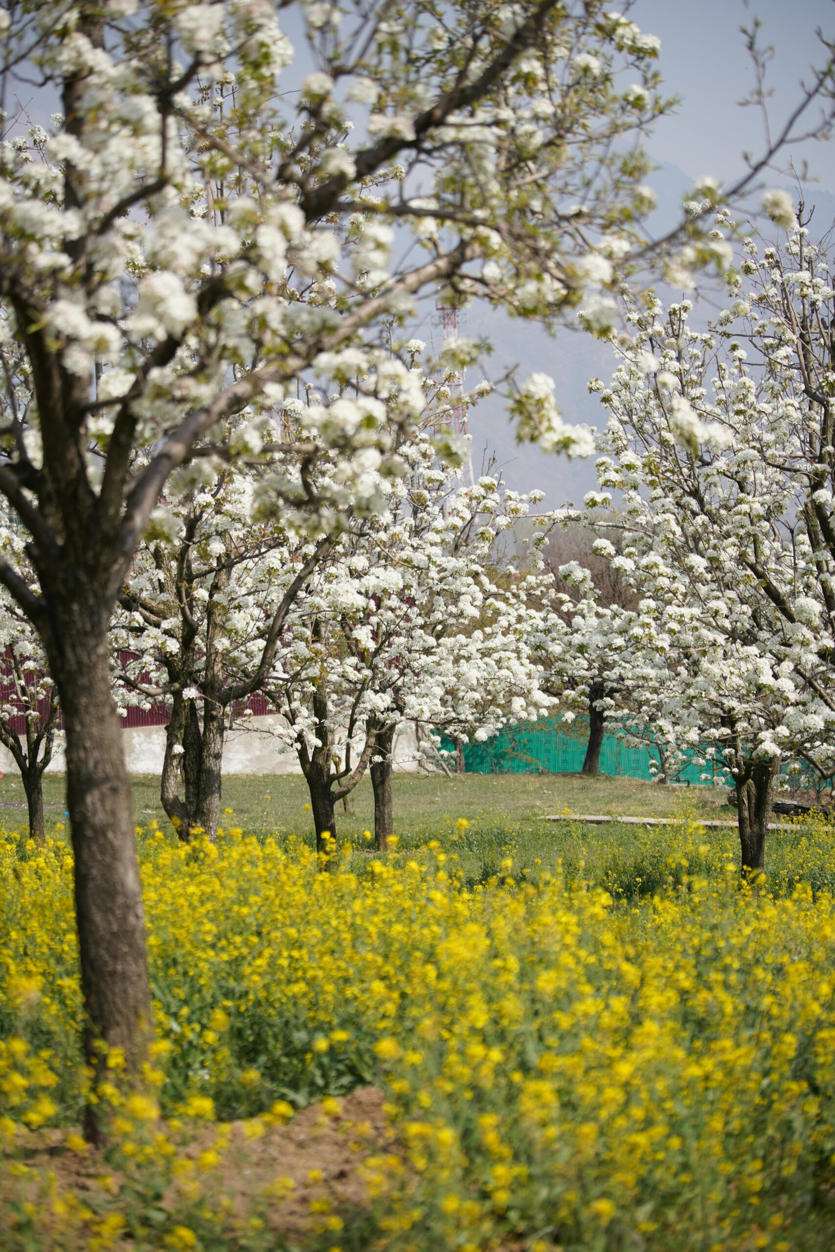 Discover the serene beauty of a blooming orchard with blossoming trees and yellow flowers in Pampore.