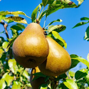 Close-up of ripe pears on a tree branch with a vibrant blue sky, captured in summer.