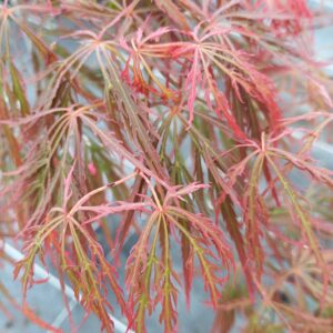 Arce "Hana matoi" (Acer palmatum)
