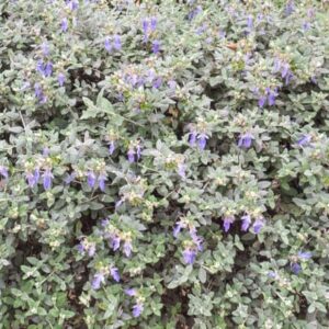 Olivilla (Teucrium fruticans)