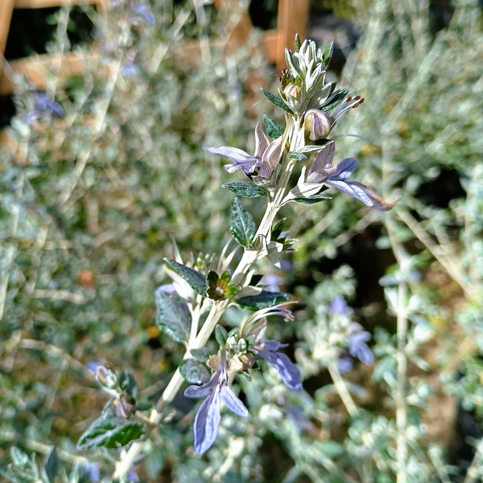 Olivilla (Teucrium fruticans) - Imagen 3