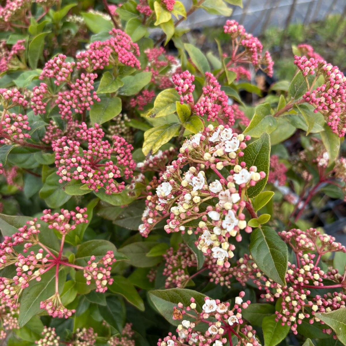 Durillo (viburnum tinus) - Imagen 2