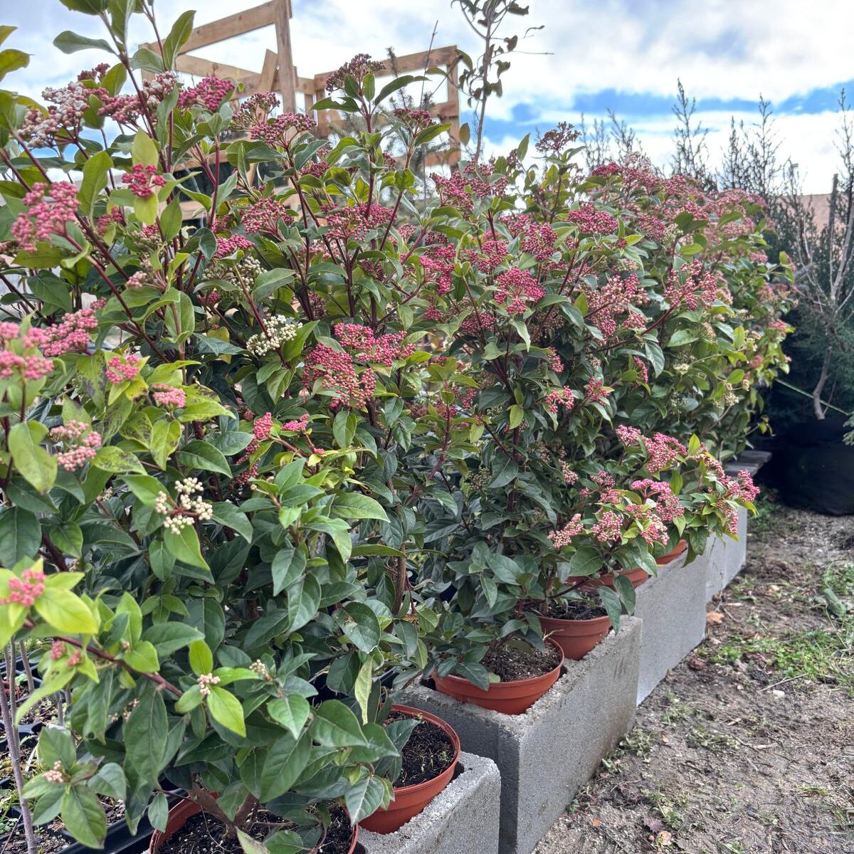 Durillo (viburnum tinus) - Imagen 3