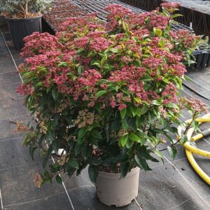 Durillo (viburnum tinus)