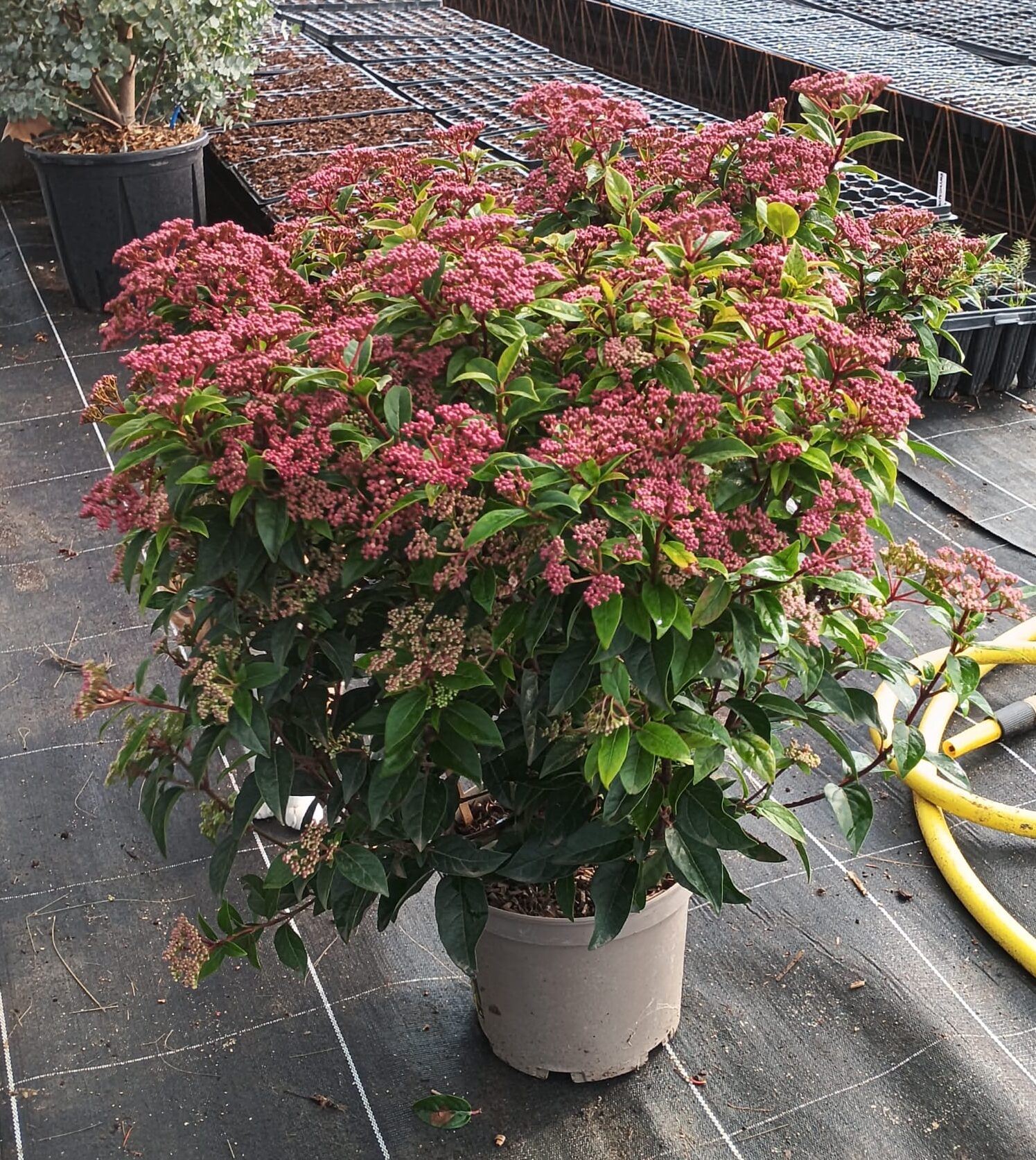 Durillo (viburnum tinus)