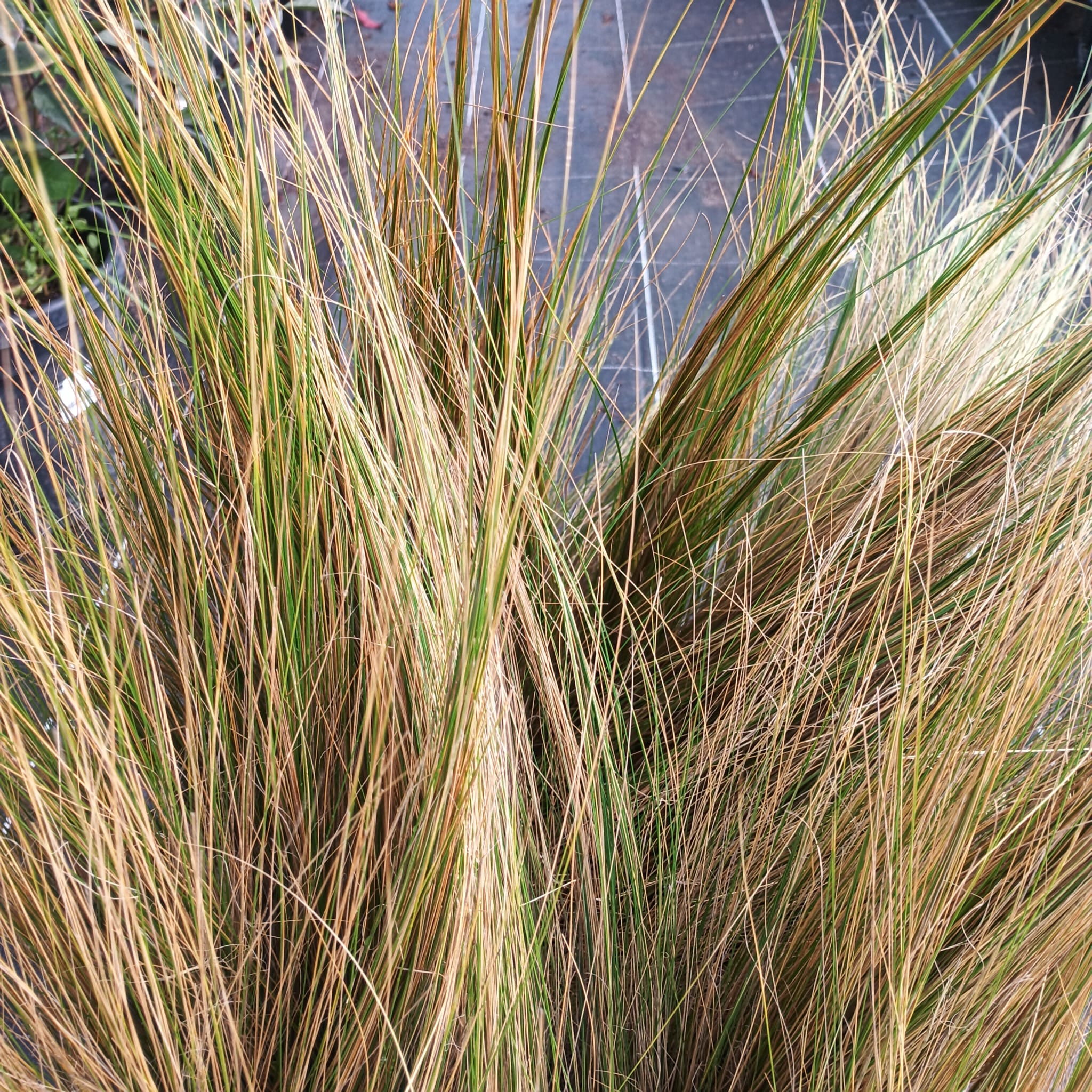 Cabello de ángel (Stipa tenuissima)