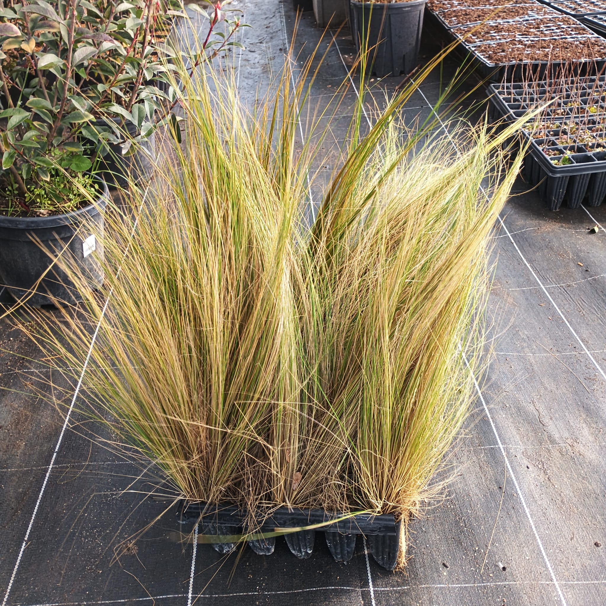 Cabello de ángel (Stipa tenuissima) - Imagen 2