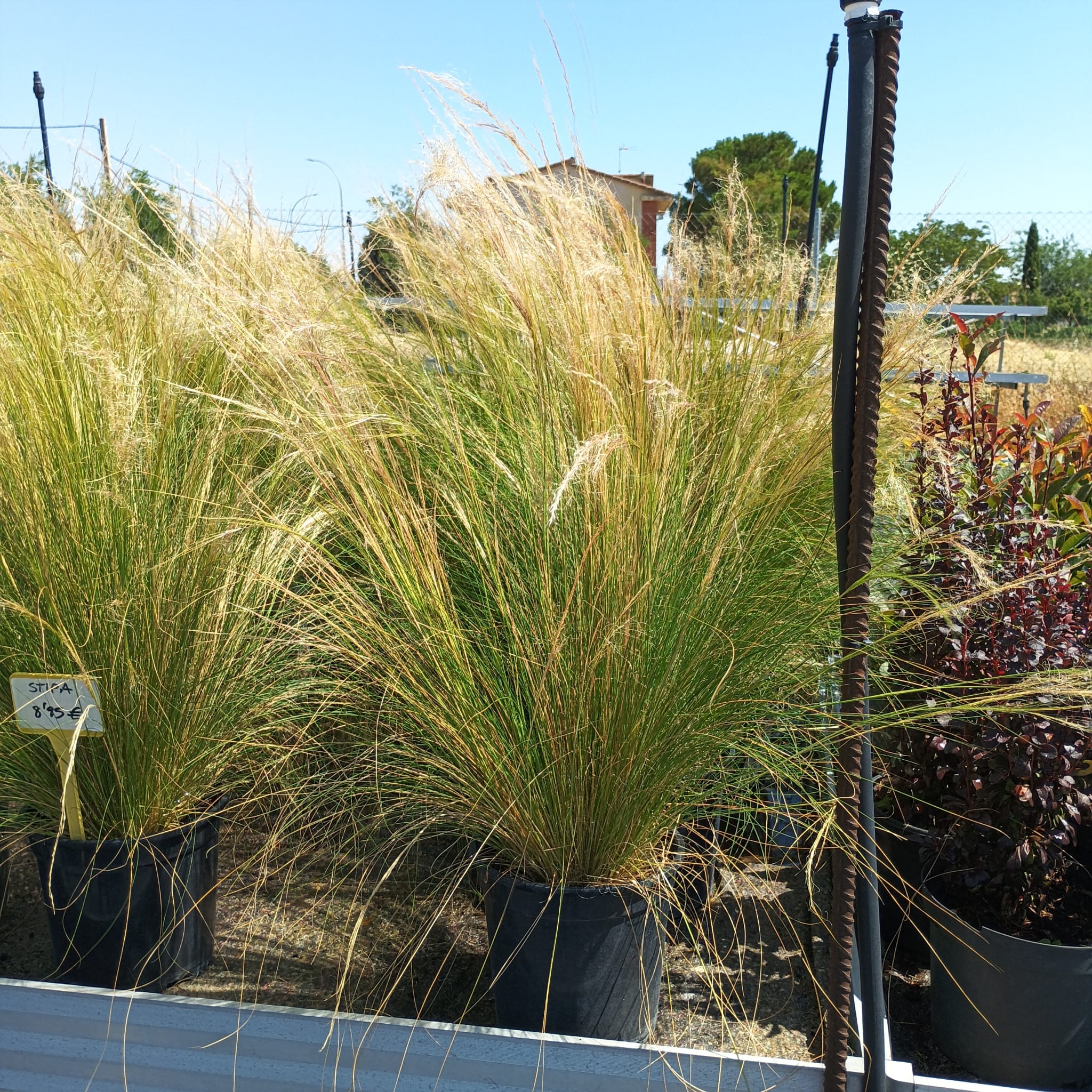 Cabello de ángel (Stipa tenuissima) - Imagen 2