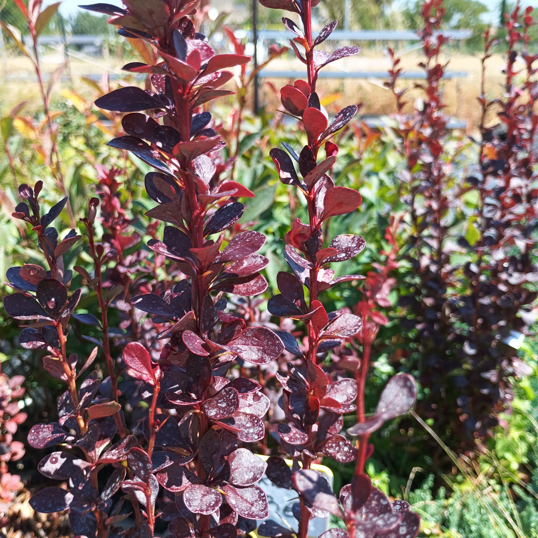 Agracejo rojo (berberis)