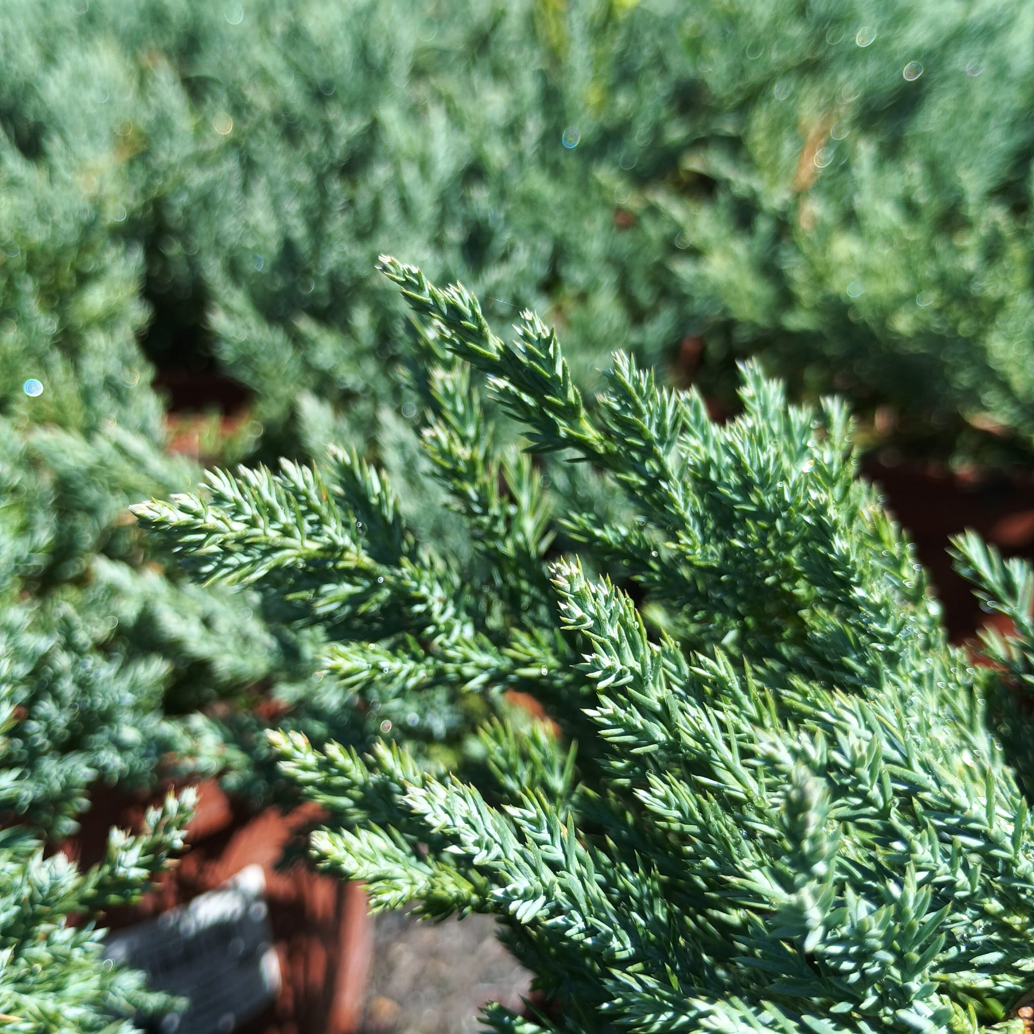 Enebro rastrero glauca (Juniperus horizontalis 'Glauca') - Imagen 2