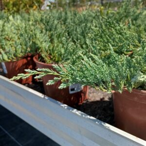 Enebro rastrero glauca (Juniperus horizontalis 'Glauca')