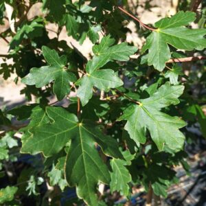 Arce campestre (acer campestre)