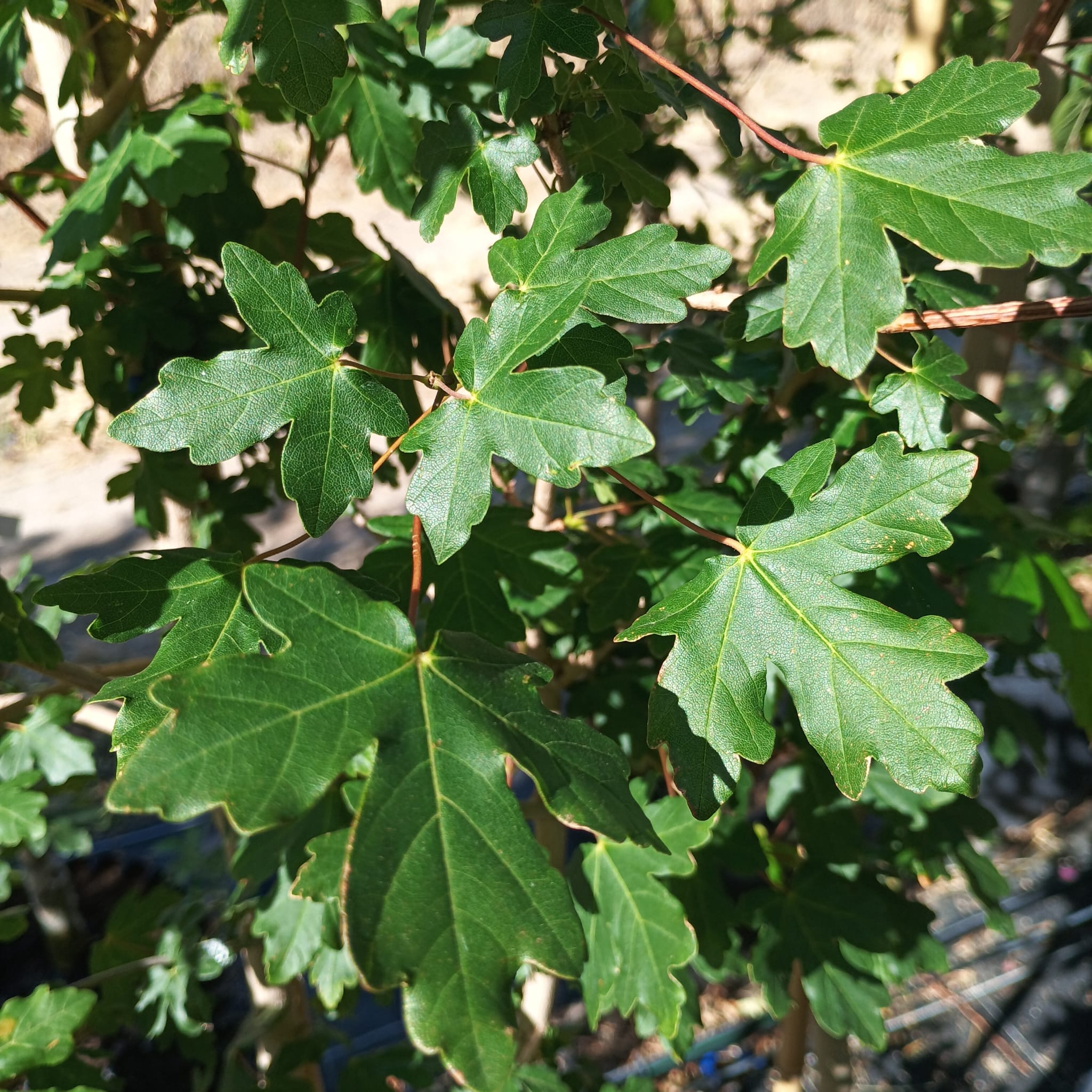 Arce campestre (acer campestre)