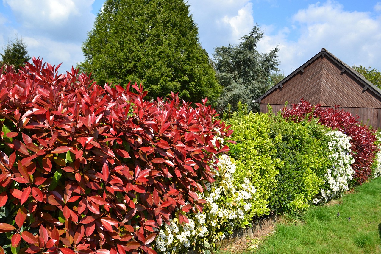 hedge, flowering hedge, bushes, red leaves, fothinia, nature, photinia, garden, timber house
