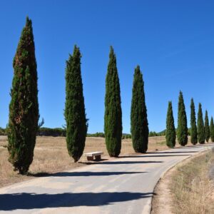 tree, road, nature, landscape, cypress, sky, cypress, cypress, cypress, cypress, cypress