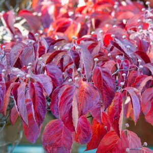 chinese dogwood, kousa dogwood, cornus kousa, garden, nature, fall, autumn