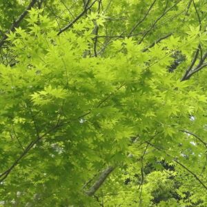 maple, green, nature, fresh green, maple leaf, tree