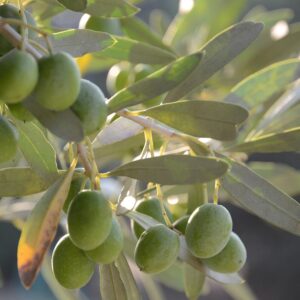 olives, oil, olive, fruit, mediterranean, branch, vegetale, leaves, green, nature, olivo, oelfrucht