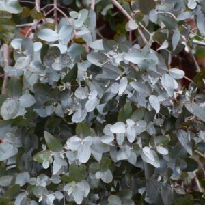 leaves, nature, eucalyptus, eucalyptus tree, mustgum-eucalyptus, eucalyptus gunnii, myrtle plant, myrtaceae, oval, silvery, silver, whitish