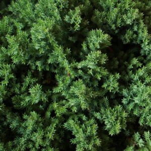flora, leaf, nature, spice, aromatic, juniper, juniperus, procumbens, nana, juniper, juniper, juniper, juniper, juniper, juniperus