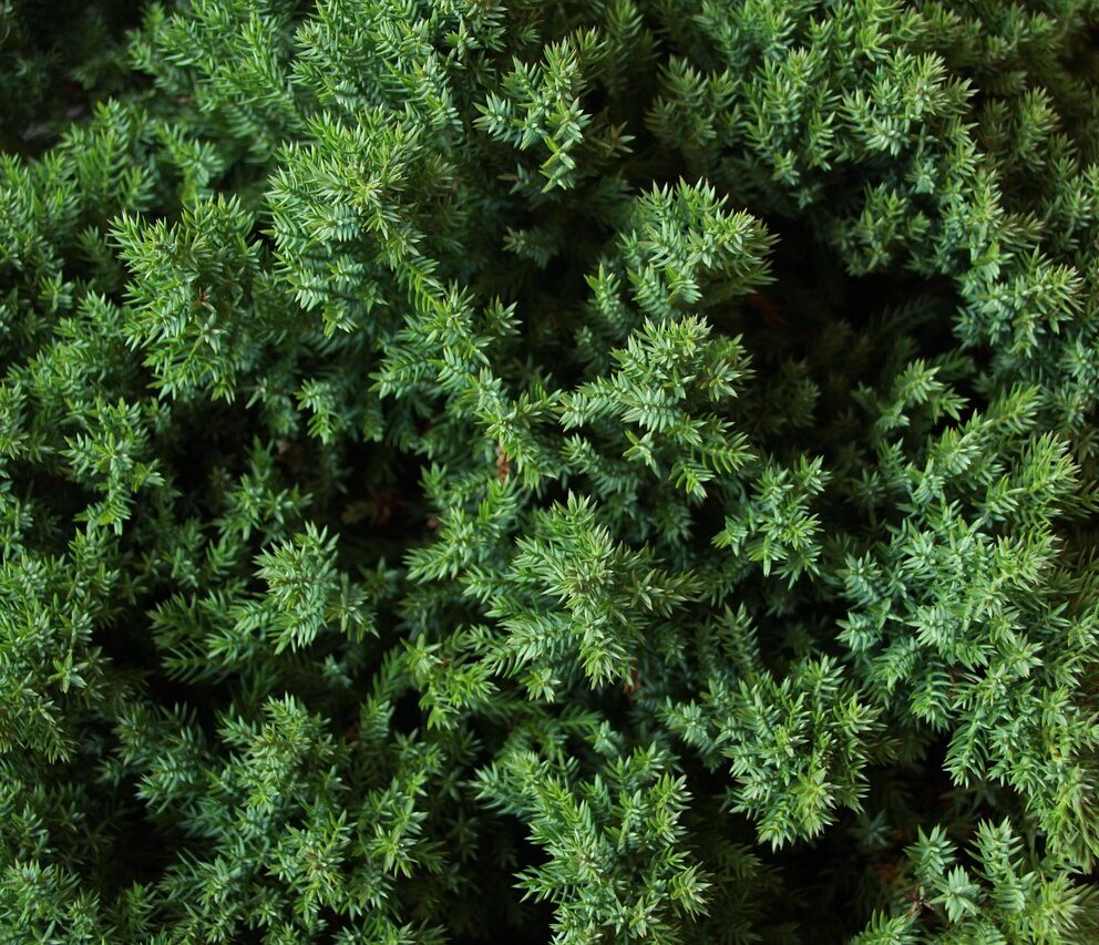 flora, leaf, nature, spice, aromatic, juniper, juniperus, procumbens, nana, juniper, juniper, juniper, juniper, juniper, juniperus