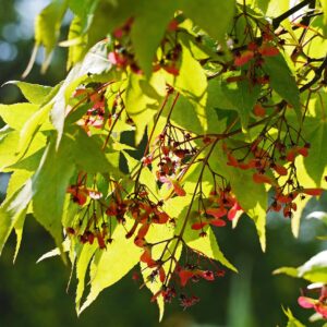 green japanese maple, inflorescence, botanical garden, muenster westphalia, emu, westfälische wilhelms-university, acer palmatum var, hetabolum, teaching garden, nature, osakazuki, japanese, botany, japanese maple, spring, backlighting