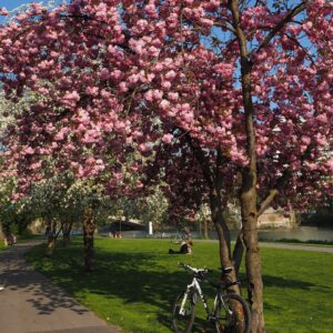 cherry blossom, japanese cherry, smell, blossom, bloom, japanese cherry blossom, ornamental cherry, spring, pink, bloom, prunus serrulata, ornamental plant, oriental cherry, east asian cherry, grannenkirsche, nature, prunus, roses, rosaceae, flowering branch, branch, tree, bud, yoshino cherry tree, yoshino, cherry tree, japanese culture, japanese, tradition