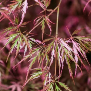 Arce "Hana matoi" (Acer palmatum)