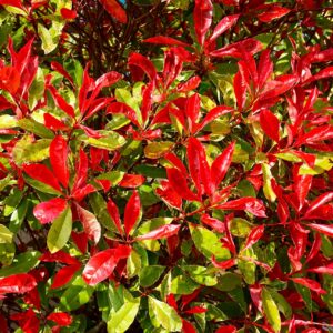 A vivid display of Photinia leaves with striking red and green colors in sunlight.