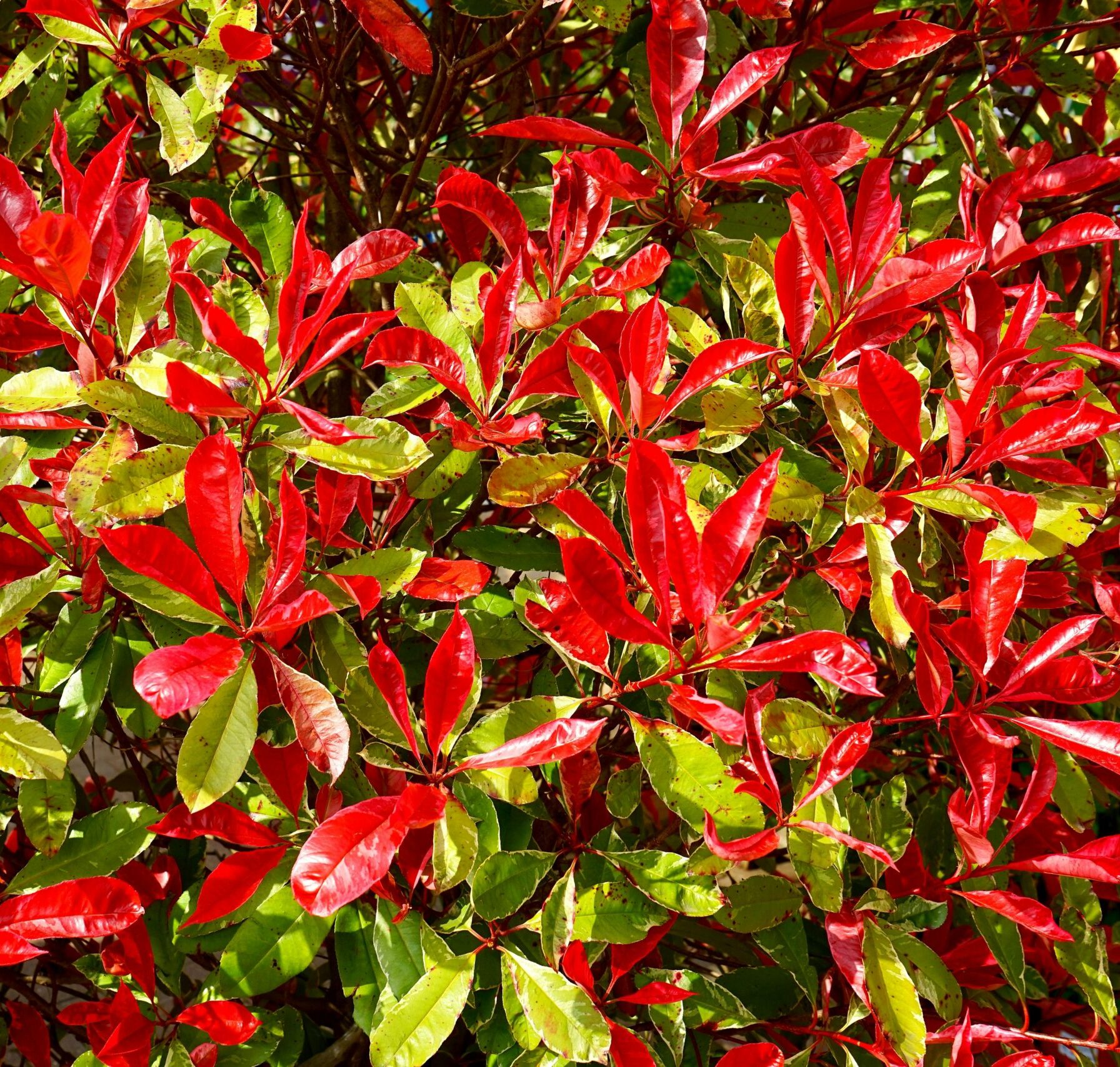 A vivid display of Photinia leaves with striking red and green colors in sunlight.