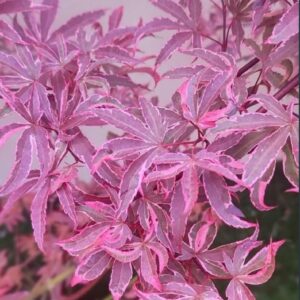 Arce Pink Passion (Acer palmatum Pink Passion)