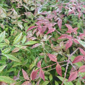 Nandina (Nandina domestica)
