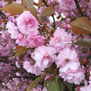 Cerezo japonés (prunus serrulata kanzan)