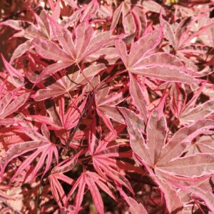 Arce Pink Passion Shirazz (Acer palmatum Pink Passion)
