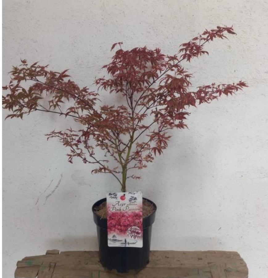 Arce Pink Passion (Acer palmatum Pink Passion) - Imagen 2