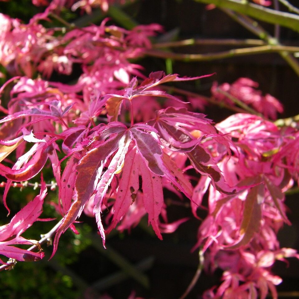 japanese maple, tree, nature, maple, summer, acer, pink